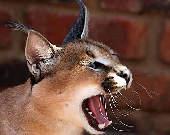 Caracal desert lynx (Caracal caracal)