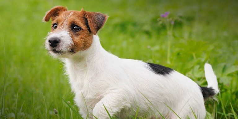 Jack Russell Terrier – charismatic hunting dog | DinoAnimals.com