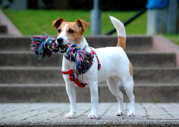 milo jack russell