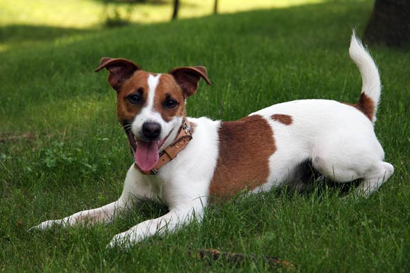 Jack Russell Terrier – charismatic hunting dog | DinoAnimals.com