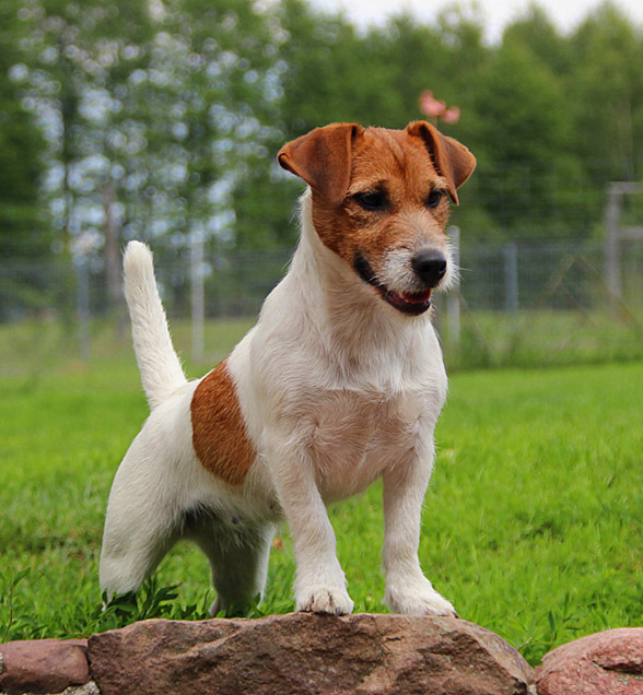 Jack Russell Terrier – charismatic hunting dog | DinoAnimals.com