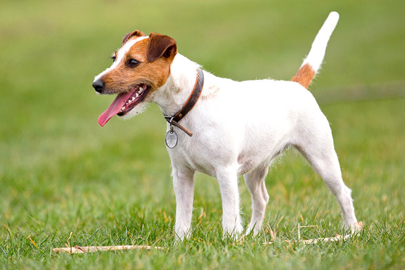 Jack Russell Terrier.