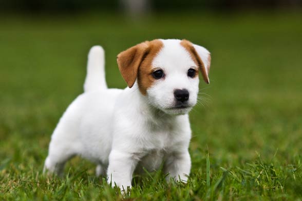 Jack Russell Terrier.