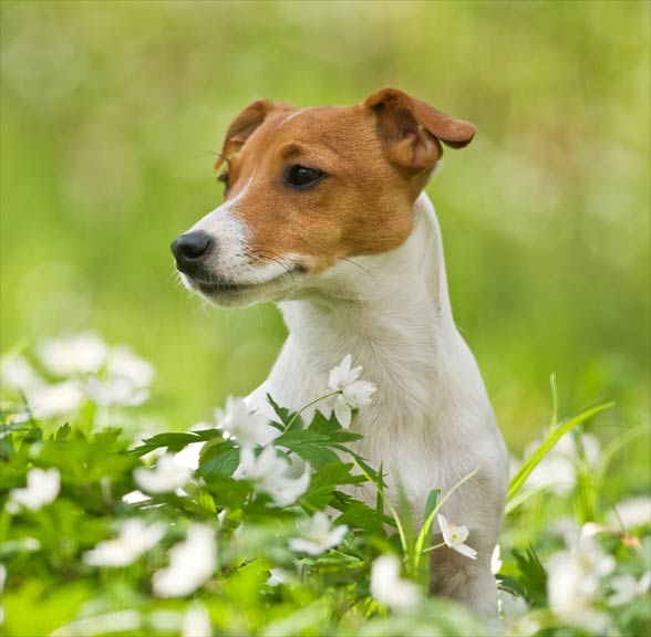 Jack Russell Terrier.