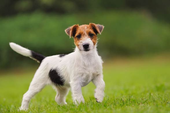 Jack Russell Terrier.