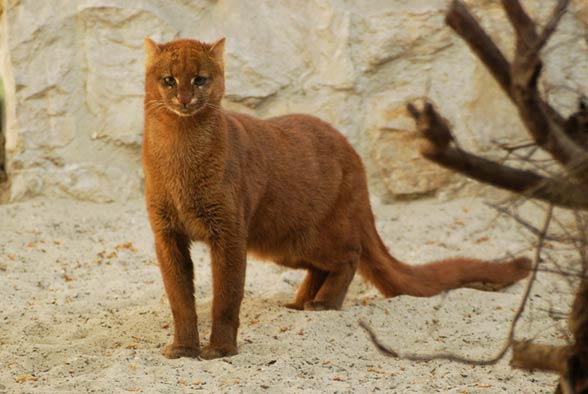 Jaguarondi - Puma yagouaroundi