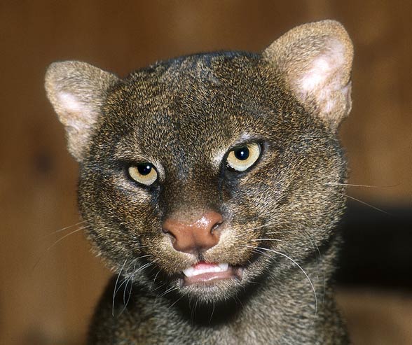 Jaguarondi - Puma yagouaroundi