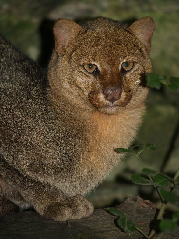 Jaguarundi Pet