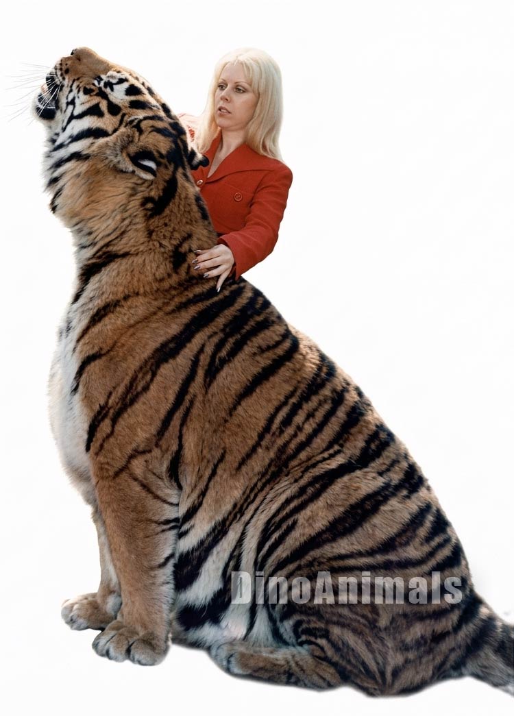 Jaipur - the largest Siberian tiger / Amur tiger (Panthera tigris altaica)