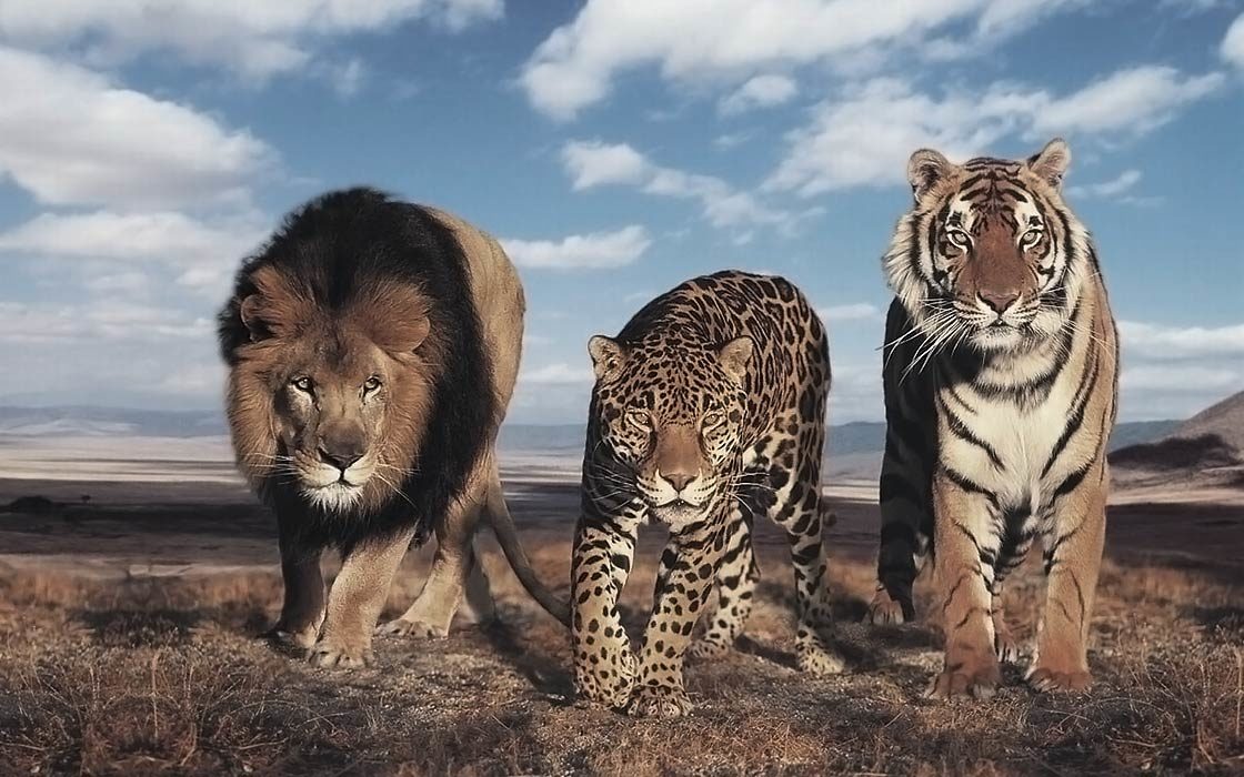 largest wild cat breed