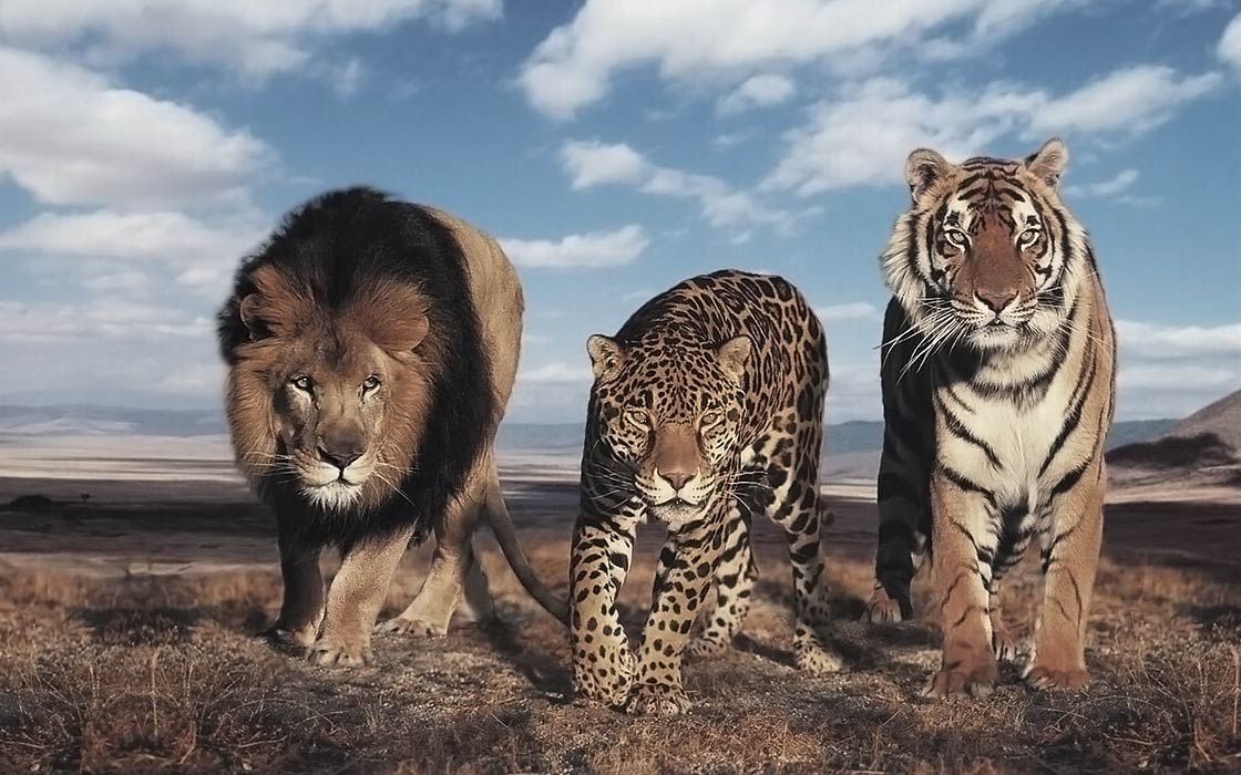 The largest wild cats – Top 10 