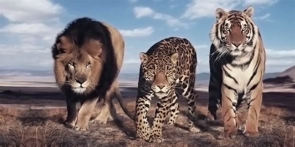The largest wild cats