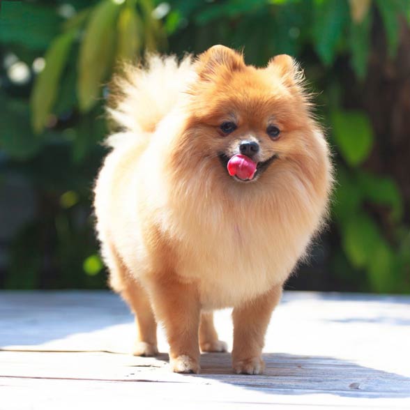 Pomeranian (dog).