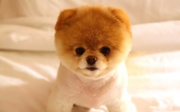 Pomeranian (dog).