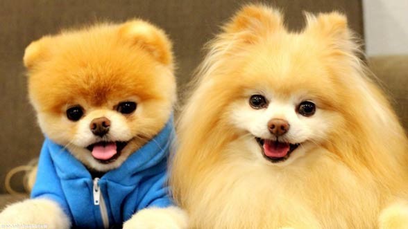 Pomeranian (dog).