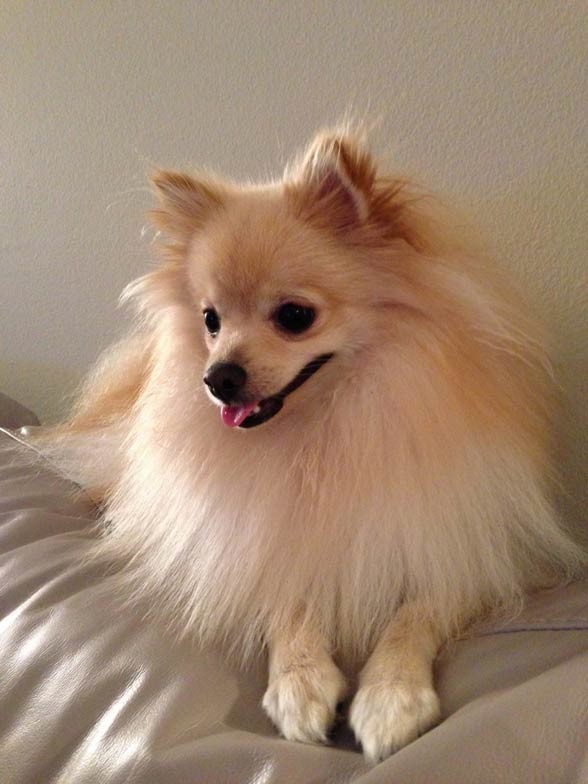 Pomeranian (dog).