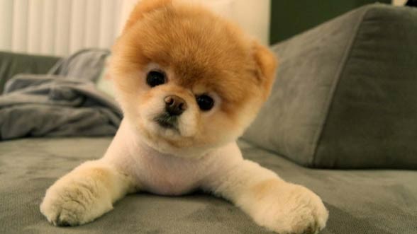 Pomeranian (dog).