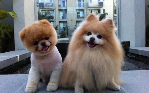 Pomeranian (dog).