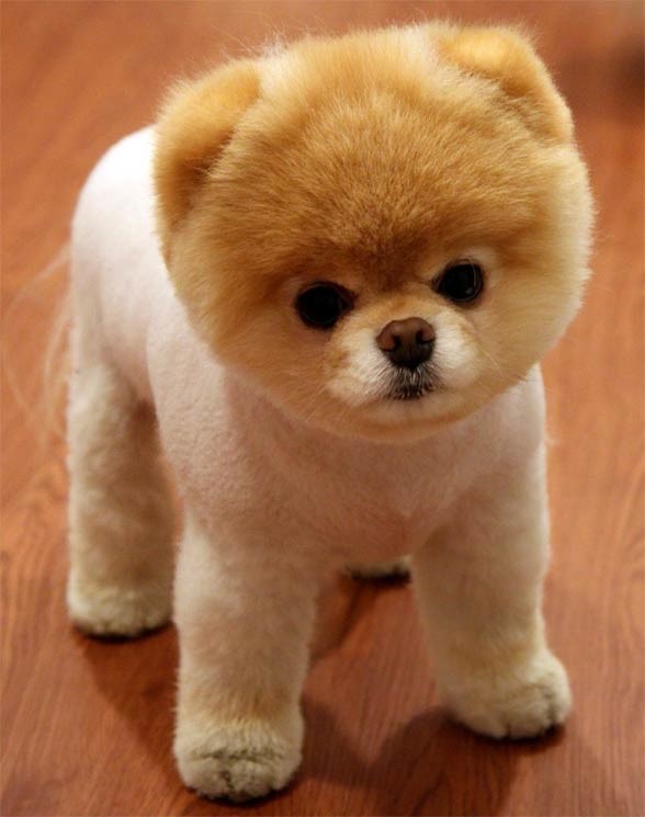 Pomeranian (dog).