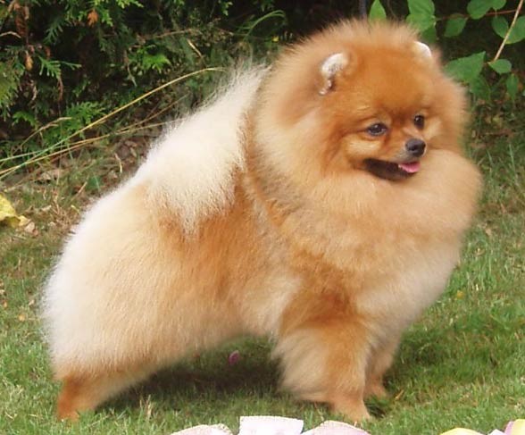 Pomeranian (dog).