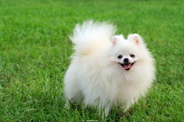 Pomeranian (dog).