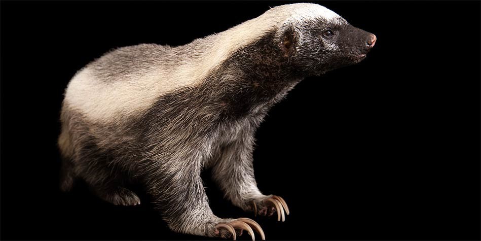 Ratel, honey badger – the bravest animal in the world 