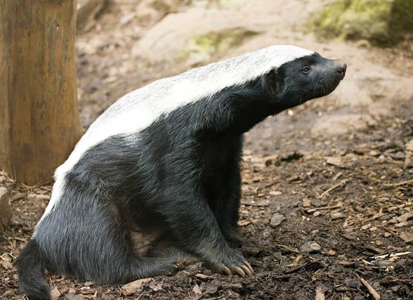 Ratel, the honey badger (Mellivora capensis).