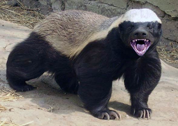 Ratel, honey badger – the bravest animal in the world 