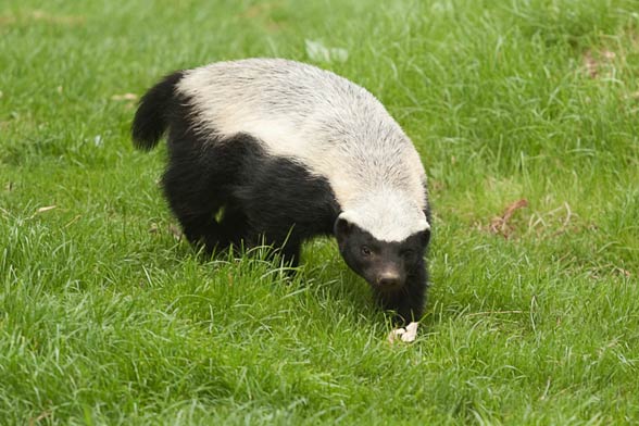 Ratel, the honey badger (Mellivora capensis). 