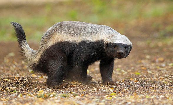 Ratel, the honey badger (Mellivora capensis). 