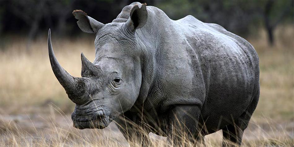 Rhinoceros habitat