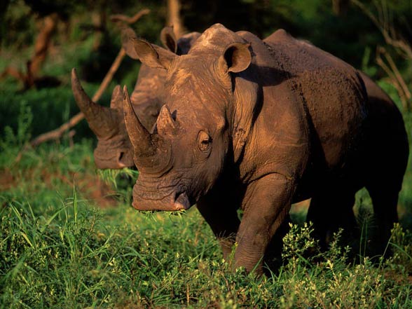 White rhinoceros (Ceratotherium simum)