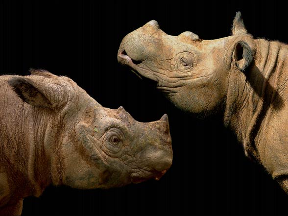 Sumatran rhinoceros (Dicerorhinus sumatrensis)