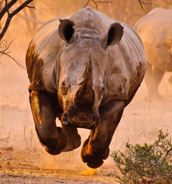 White rhinoceros (Ceratotherium simum)