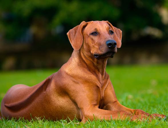 rhodesian ridgeback lion dog