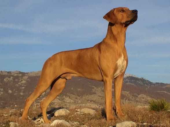 Rhodesian Ridgeback.