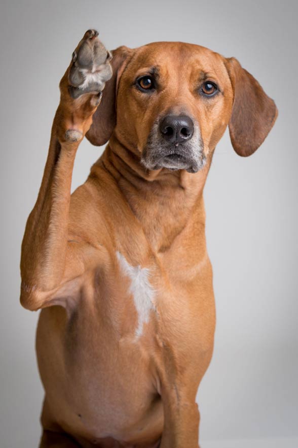 Rhodesian Ridgeback.