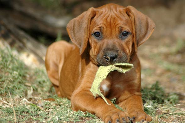 african lion hound