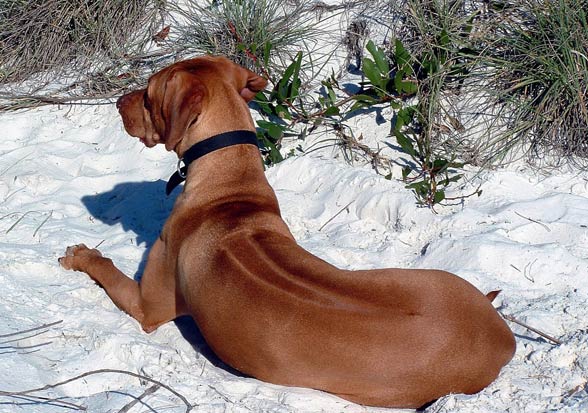 i.Rhodesian Ridgeback – a characteristic ridge on the back.