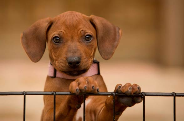 Rhodesian Ridgeback.