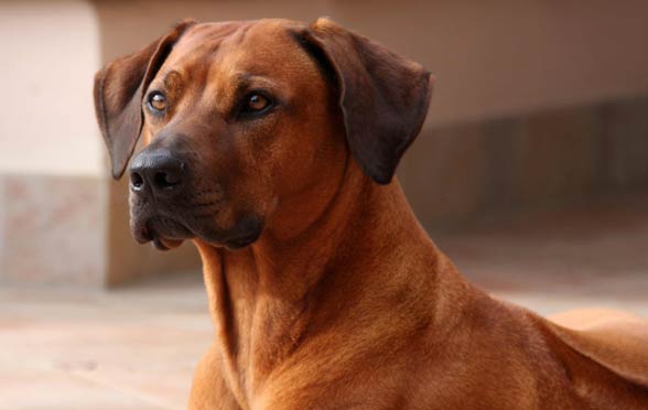 Rhodesian Ridgeback.