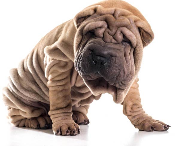 Shar Pei 