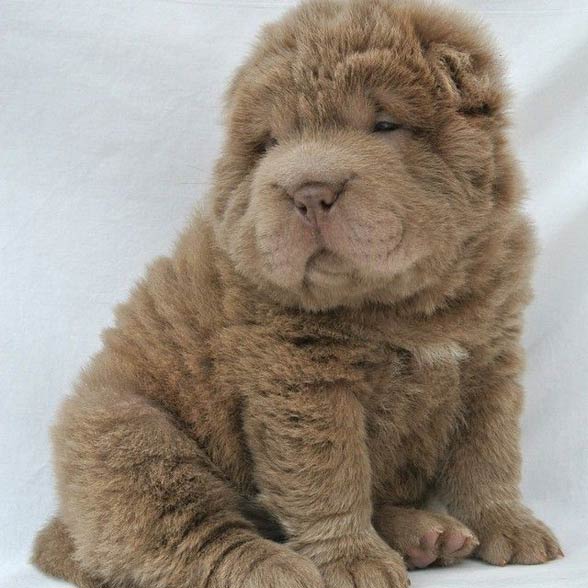 shar pei long haired