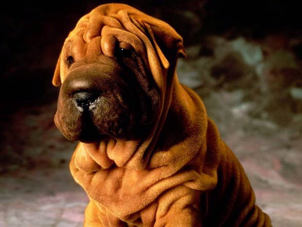 Shar Pei 