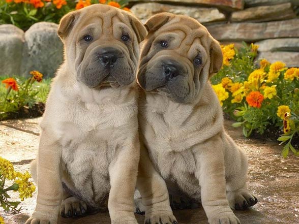 Shar Pei 