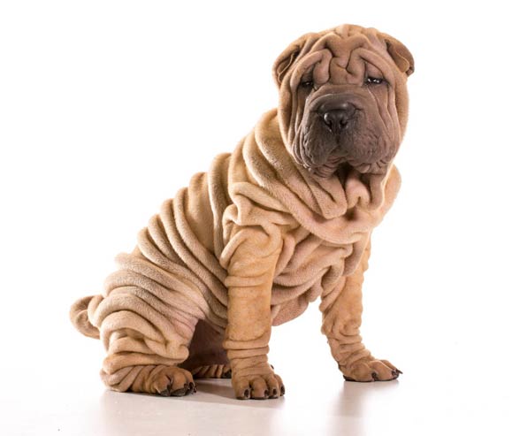 Shar Pei 