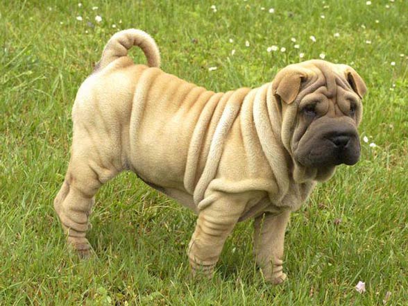 Shar Pei 