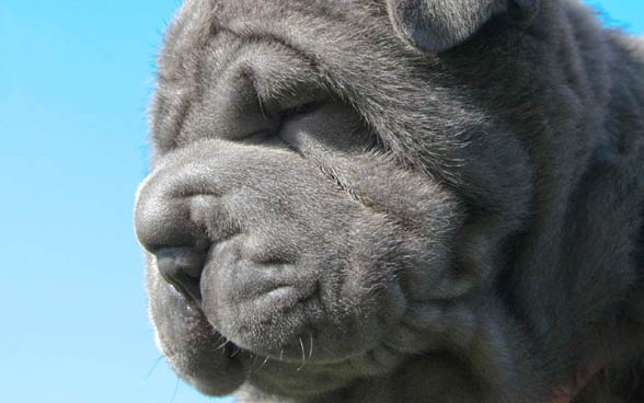 Shar Pei 