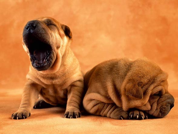 Shar Pei 