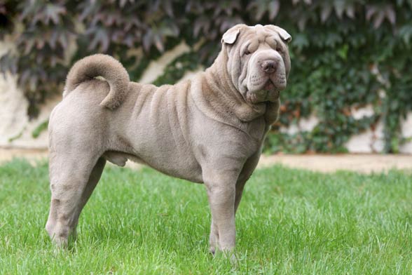 Shar Pei – a true individualist | DinoAnimals.com